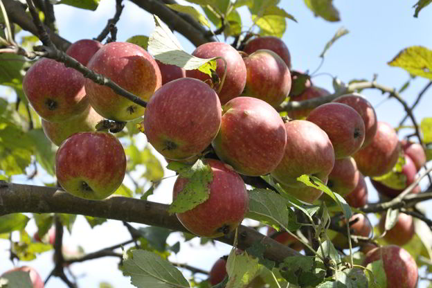 Zweig mit Äpfeln